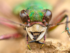 Green tiger beetle in Slovenia.