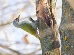 Grey-headed woodpecker