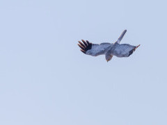 Hen harrier in Scotland