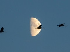 Common cranes in Hungary.