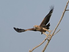 Eastern imperial eagle in Hungary.