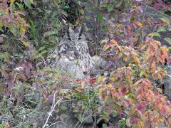 Eurasian eagle owl in Hungary.