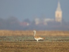 Great bustard in Hungary.