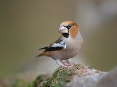 Hawfinch in Hungary.