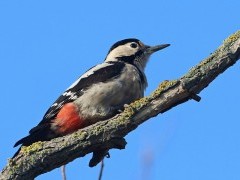 Syrian woodpecker in Hungary.