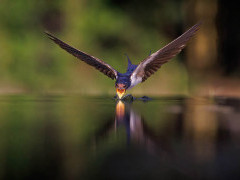 Barn swallow in Hungary.