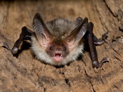Bechstein's bat in Hungary