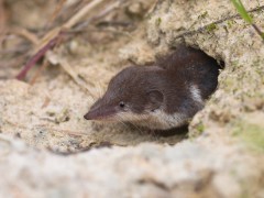 Bicoloured shrew in Hungary