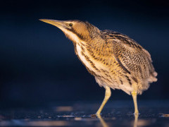 Bittern in Hungary.