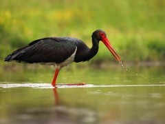 Black stork in Hungary