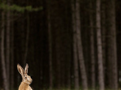 Brown hare in Hungary.