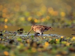 Common snipe in Hungary