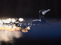 Cormorant in Hungary.