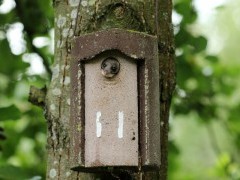 Edible dormouse in Hungary