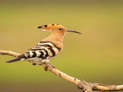 Eurasian hoopoe in Hungary