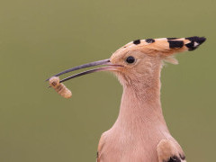 Eurasian hoopoe in Hungary.