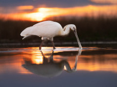 Eurasian spoonbill in Hungary.