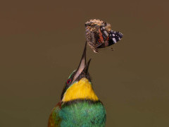 European bee-eater in Hungary.