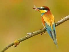 European bee-eater in Hungary