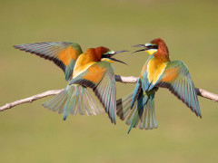 European bee-eater in Hungary.