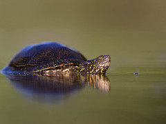 European pond terrapin in Hungary.