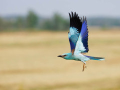European roller in Hungary.