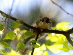 Forest dormouse in Hungary