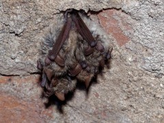 Geoffroy's bat in Hungary