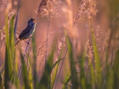 Great reed warbler in Hungary