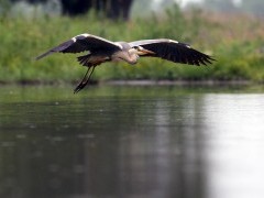 Grey heron in Hungary
