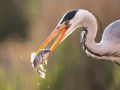 Grey heron in Hungary.
