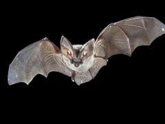 Grey long-eared bat in Hungary