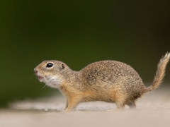 Ground squirrel in Hungary.