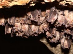 Group of greater horseshoe bats in Hungary