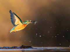 Kingfisher in Hungary.