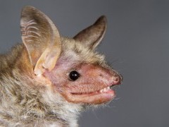 Lesser mouse-eared bat in Hungary