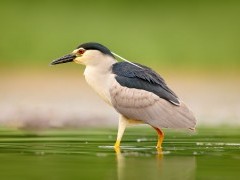 Night heron in Hungary