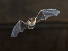 Pipistrelle bat in Hungary