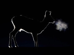 Roe deer in Hungary.