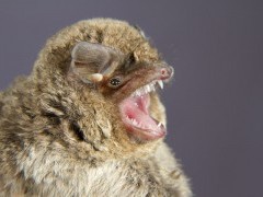 Schreiber's bat in Hungary