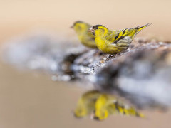 Siskin in Hungary.