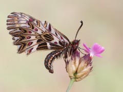 Southern festoon in Hungary