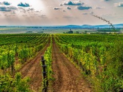 Tokaj vineyard in Hungary