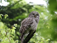 Ural owl.