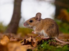 Yellow-necked mouse in Hungary
