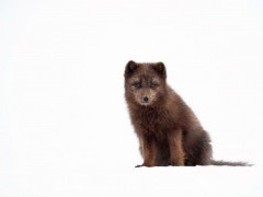 Arctic fox in Iceland.