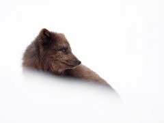 Arctic fox in Iceland.