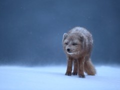 Arctic fox in Iceland.