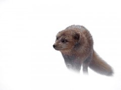 Arctic fox in Iceland.
