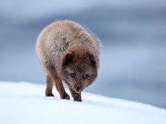 Arctic fox in Iceland.